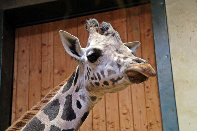 aktualność: Nowa mieszkanka gdańskiego zoo – samica żyrafy ugandyjskiej